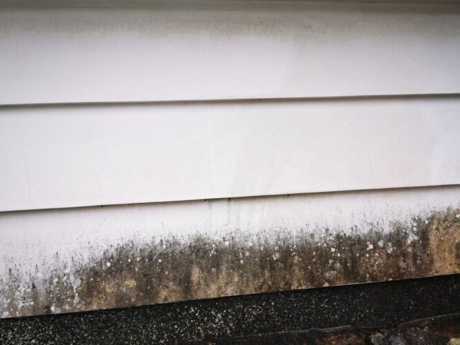 壁のカビや藻